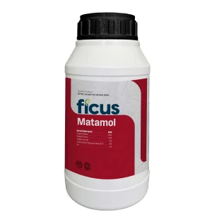 FICUS MATAMOL